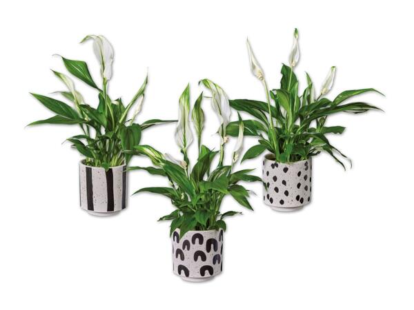 Spathiphyllum in Keramik