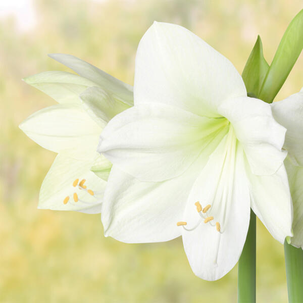 Amaryllis