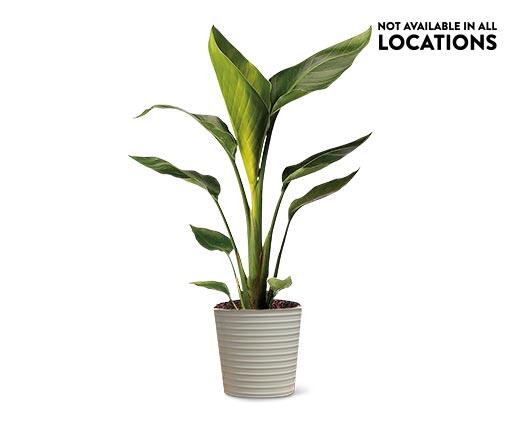 10" Foliage Assorted Varieties