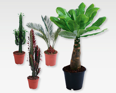 Palme e cactus