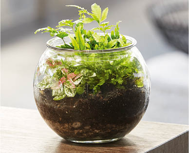 Glass Terrarium 15cm