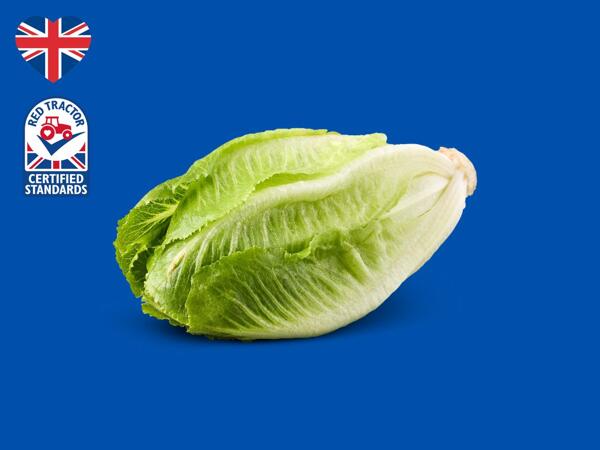 Mini Cosberg Lettuce