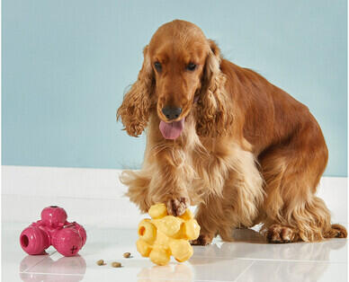Active Pet Toy Assortment