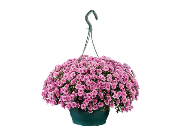 Chrysantheme im Hängetopf