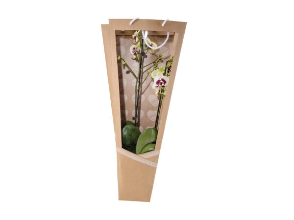 Orchard Gift Bag
