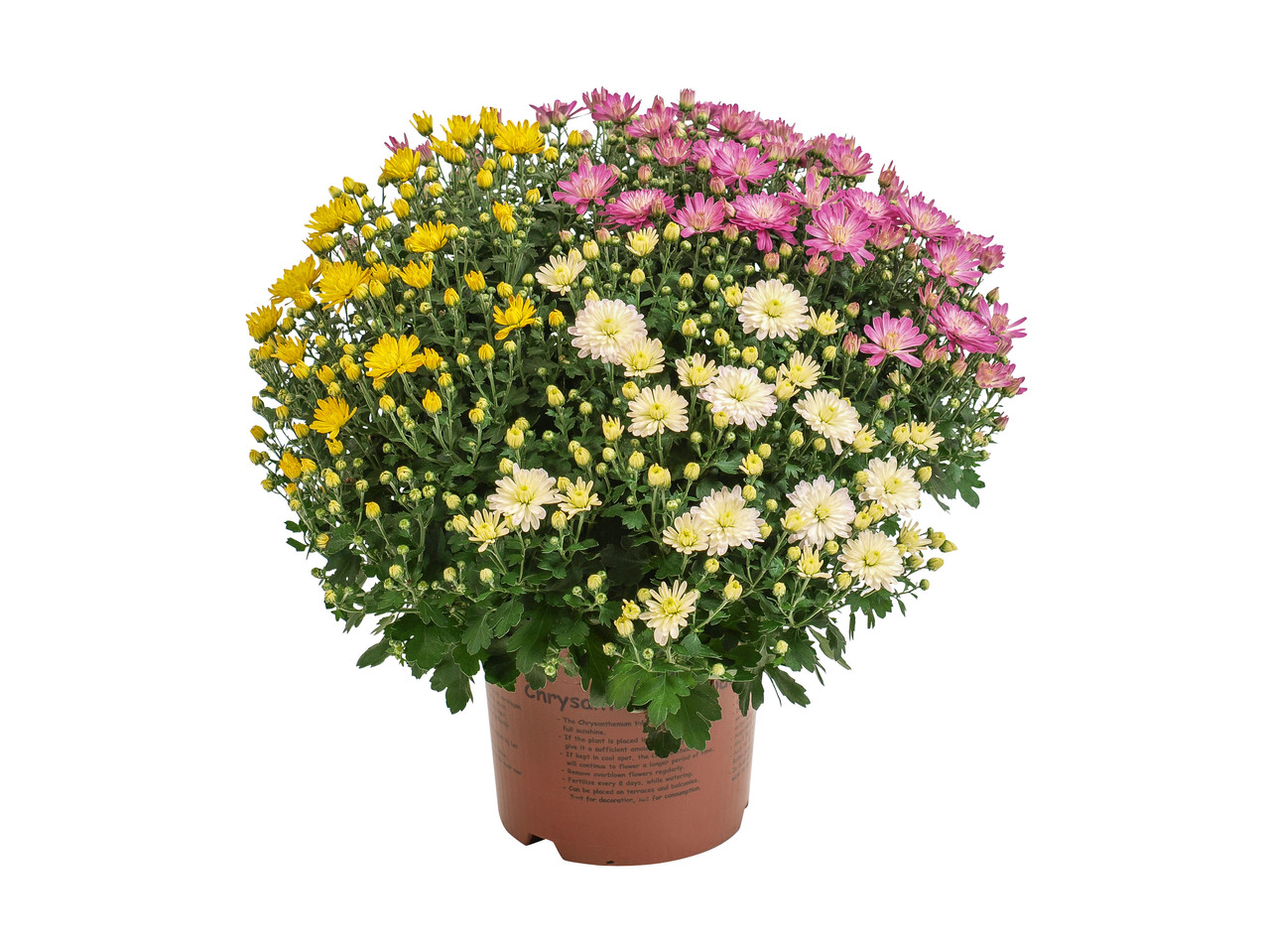 KRYSANTEMUM, TRIO