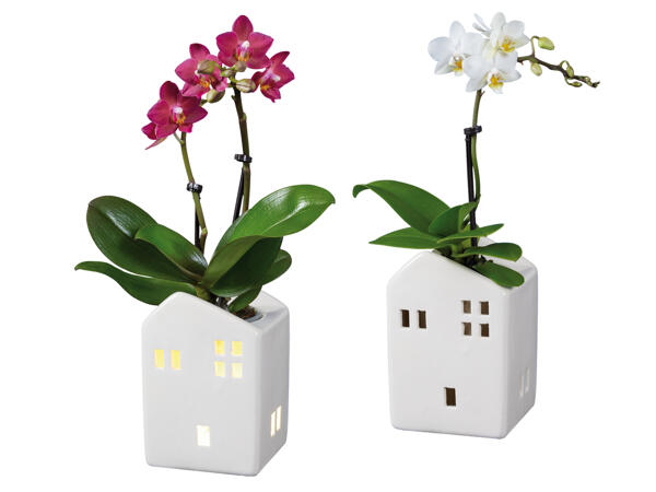 Mini-Orchidee im Keramikhaus mit Beleuchtung