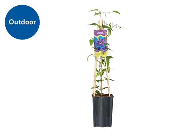 Assorted Clematis