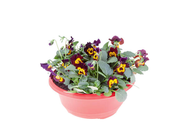 Violettes en coupe