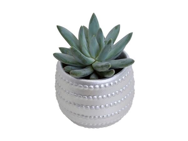 Kalanchoe in Ceramic Pot