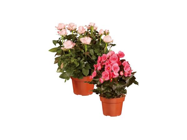 Gifting Rose/ Begonia