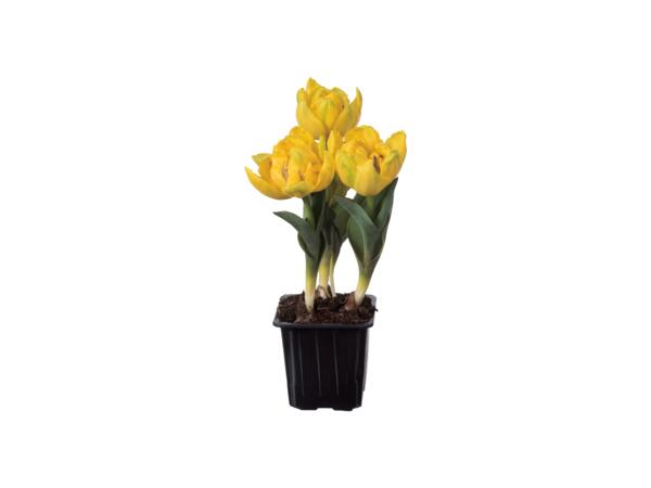 Tulpaner "Yellow Baby"