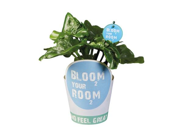 Bloom Your Room Plants