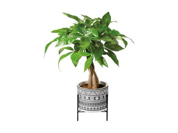 Easy Care Stand Plant