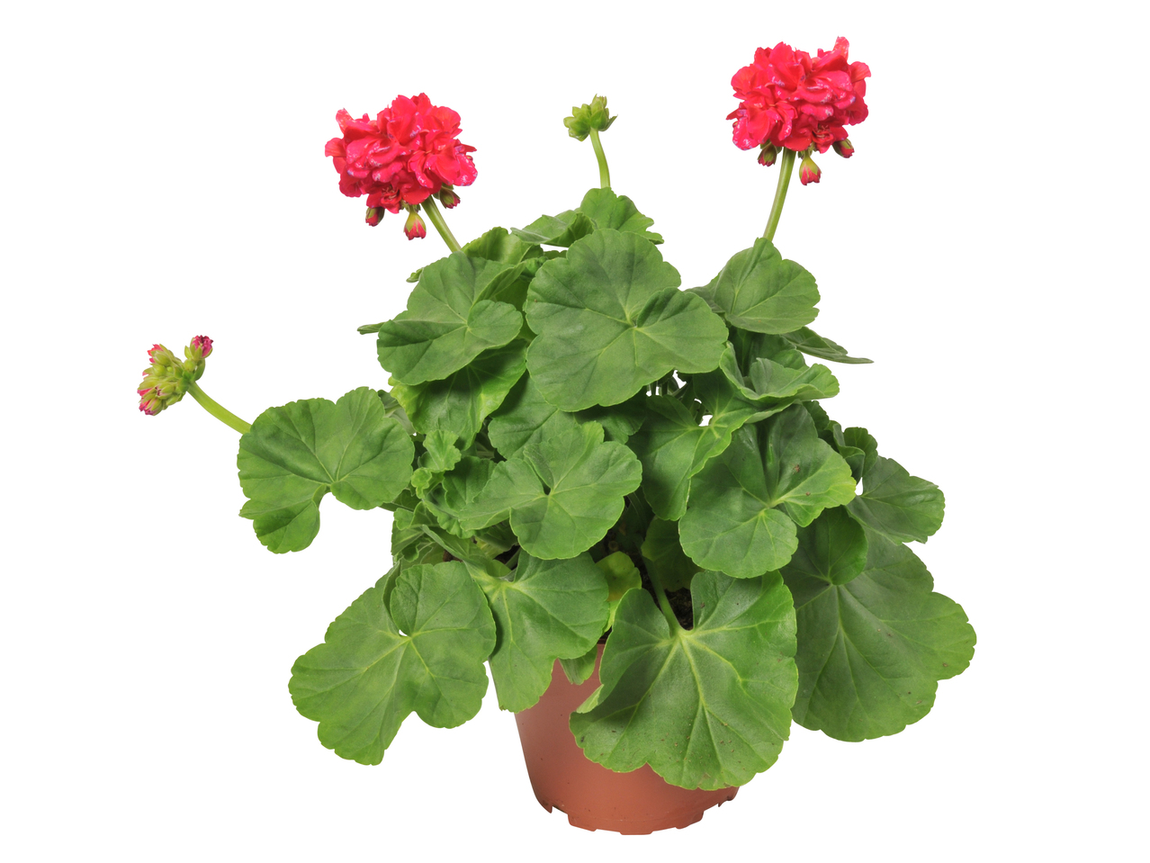 Pelargonie zonale