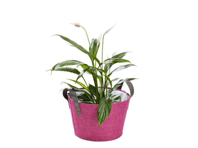 Plants Decorative Fabric Basket