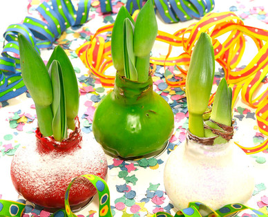 Wachs-Amaryllis „Frohes neues Jahr"