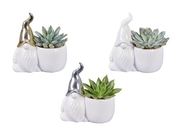 Plantes succulentes dans un pot en terre cuite en forme de lutin