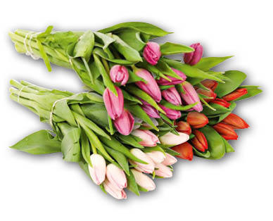 Tulpen
