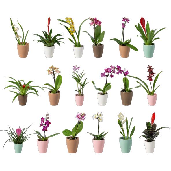 Miniplante