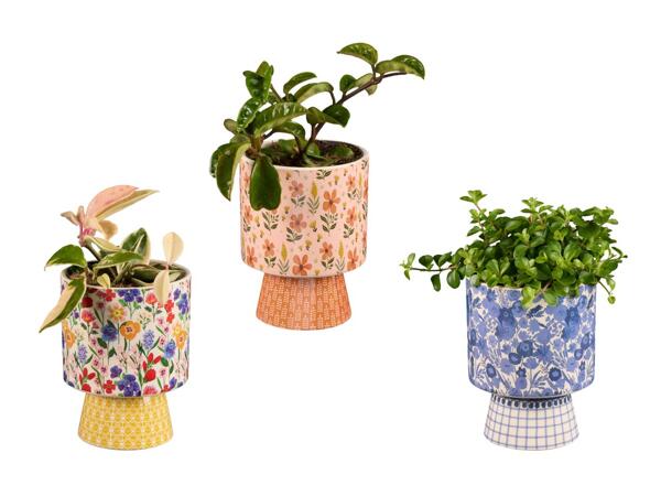 Plante verte dans un pot en céramique à fleurs