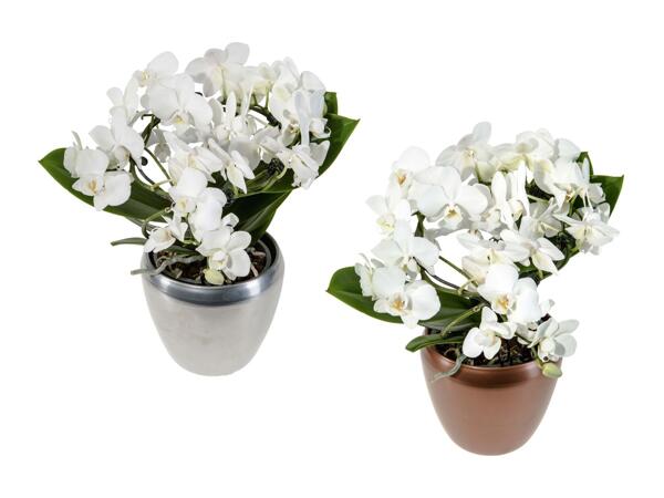 Composizione Phalaenopsis in vaso di ceramica