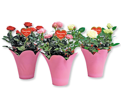 Topfrose