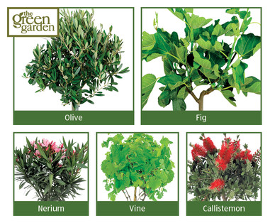 Mediterranean Plants
