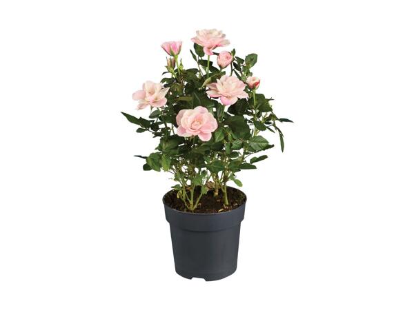 Potted Rose Mix