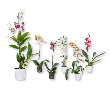Orchidées GARDENLINE(R)