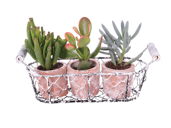 Succulents in a Basket