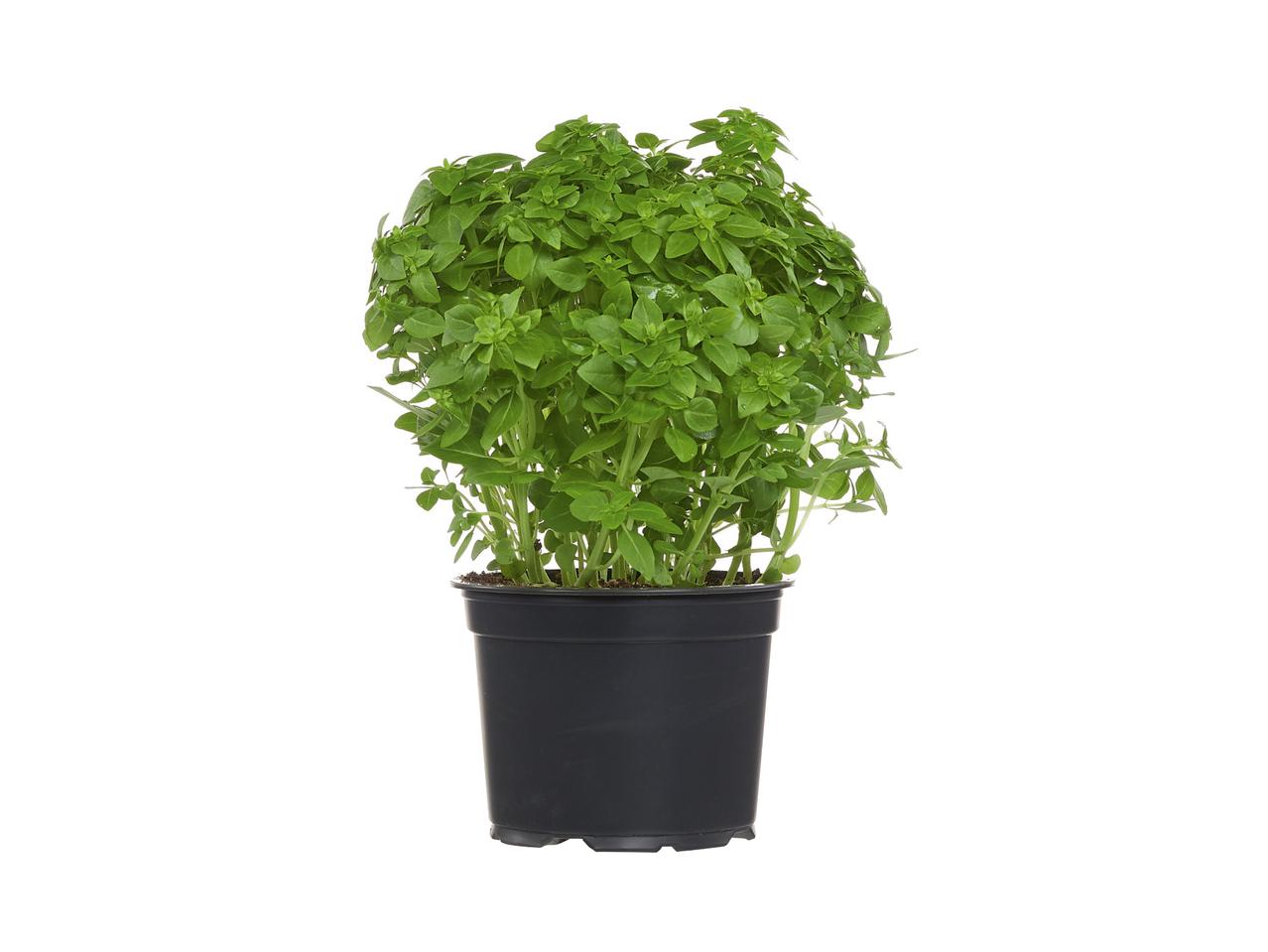Basilicum XXL
