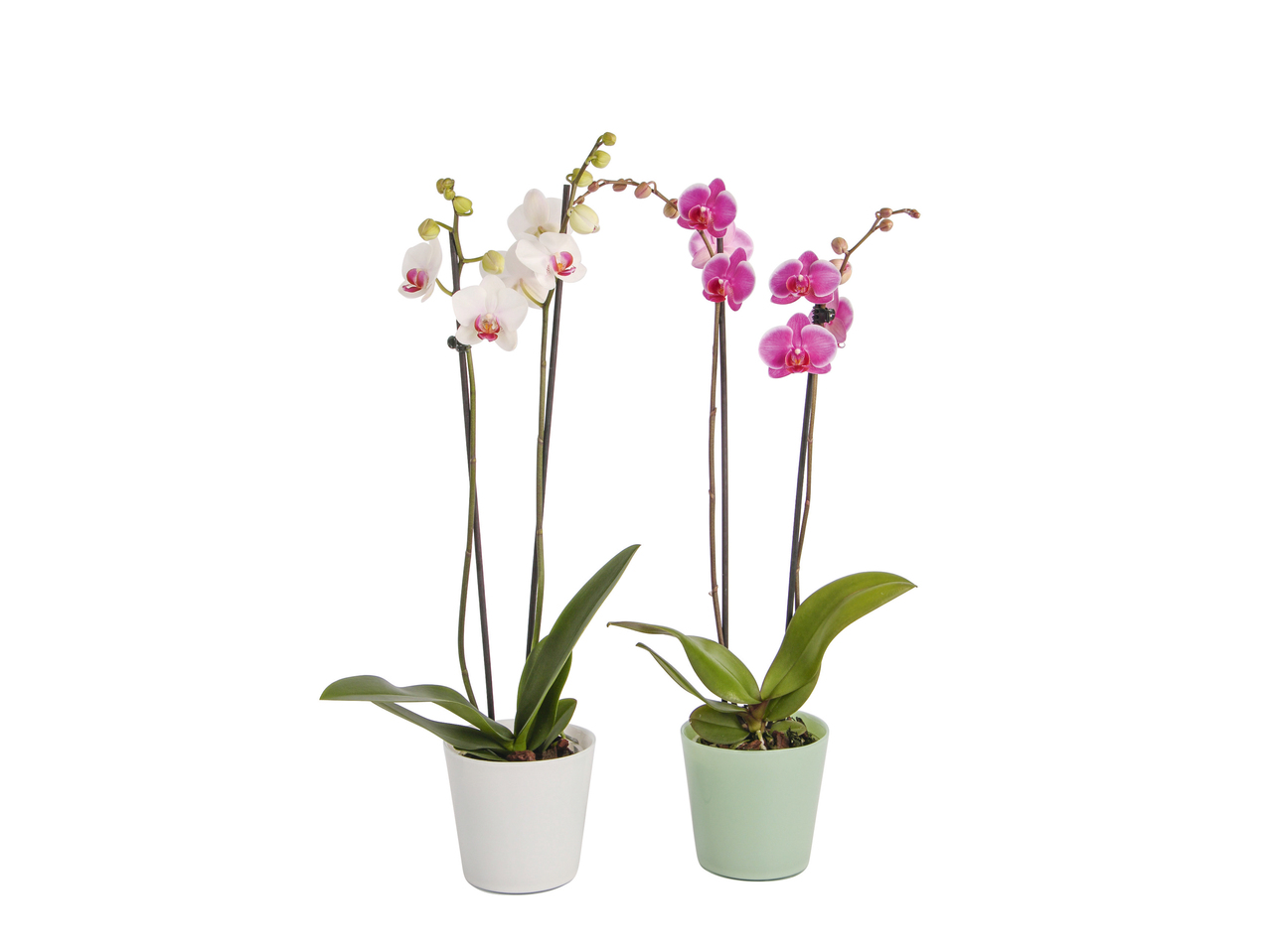 Phalaenopsis im Glas
