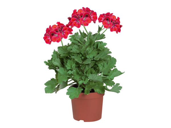 Geranium Glandiflorum
