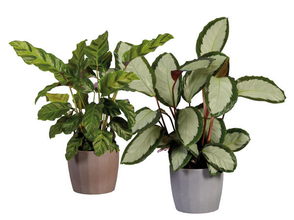 Calathea