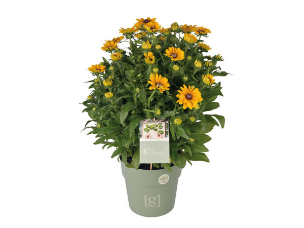 Solitär-Gartenpflanze