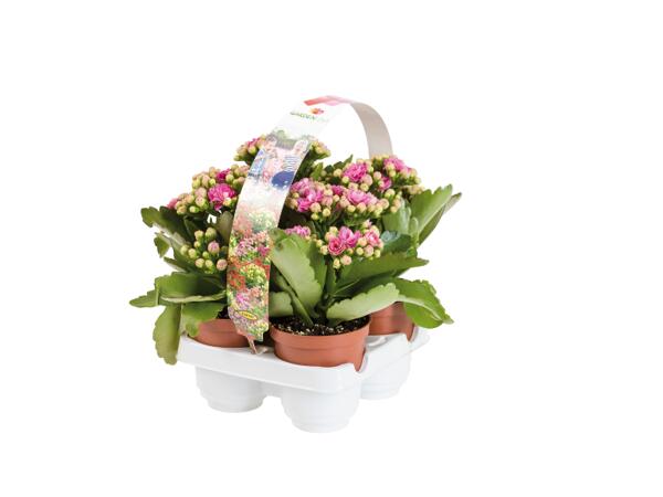 Kalanchoe