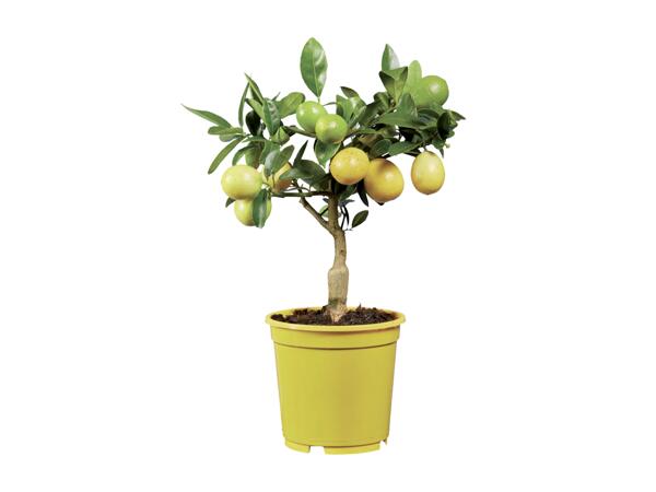 Citrusy v květináči