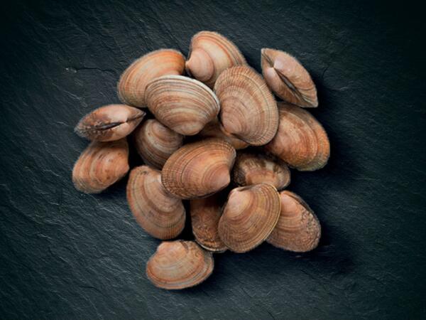 Vongole MSC