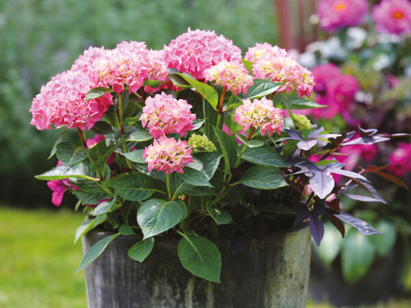Hortensia