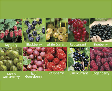 Fruit Bushes