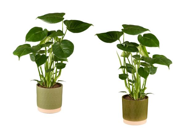 Monstera dans un pot en ­céramique