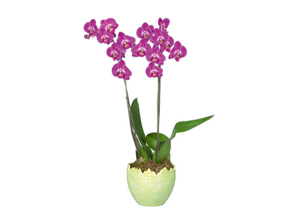 Phalaenopsis, 2 stems in decorative ceramic pot