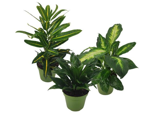 Green Plants