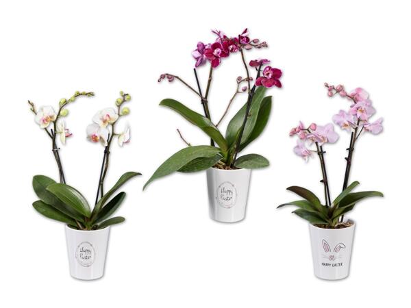Orchidee „Happy Easter"
