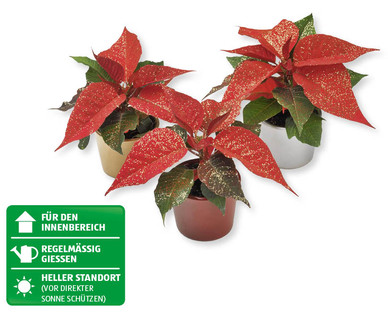 Mini-Weihnachtsstern
