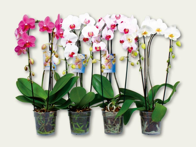 Phalaenopsis Cascade (dès 15.9.)