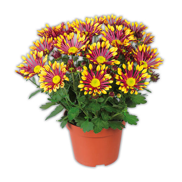 Spinnen Chrysantheme