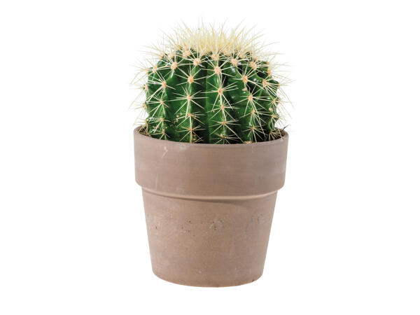 Cactus in Ceramic