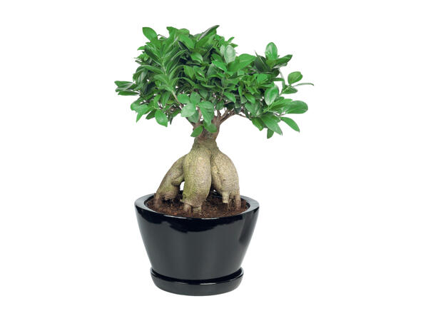 Bonsai Ficus Ginseng